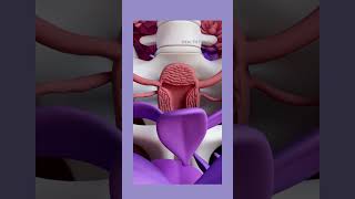 How UTERUS is placed in female body  uterus  female reproductive systeminternal  ⭐ 🧑‍⚕️🏵️ [upl. by Erdreid]