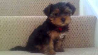 Happy Feet Rosie Yorkshire Terrier Puppy [upl. by Maynord]