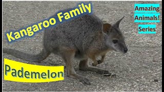 Pademelon facts 🦘small marsupials 🦘 ambulate by hopping 🦘 kangaroo family [upl. by Acenes]