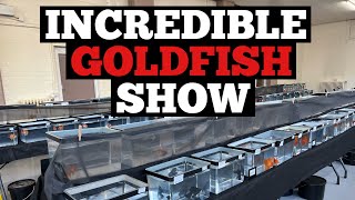 FANCY GOLDFISH SHOW in the UK 100’s of incredible fish [upl. by Norse327]