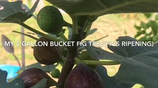 My 5 gallon bucket fig treefigs are ripening [upl. by Elleryt467]