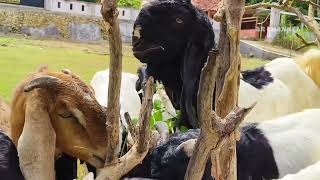 GOAT FARMING🐐🐐 OUR ACTIVITIES WITH TAME AND CUTE GOATS [upl. by Gurango341]