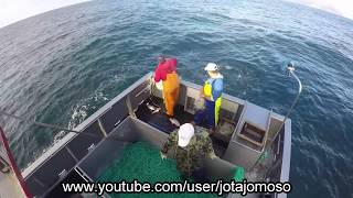 Fishing videopesca de palangre de fundo Açores  Longline fishing in Azores islandsفيديو الصيد [upl. by Enelhtak454]