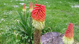 Belle floraison de kniphofias  tritomes  tison de satan [upl. by Burrell582]