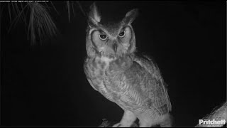 SWFL Eagles  Female Great Horned Owl Visits The Nest Twice 📢 Hooting To Male Nearby 📢 102624 [upl. by Juley]