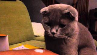 Sochi The Cat Kefir  s01e24 HD [upl. by Dalenna]