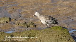 Aguja colipinta Limosa lapponica [upl. by Marilin]