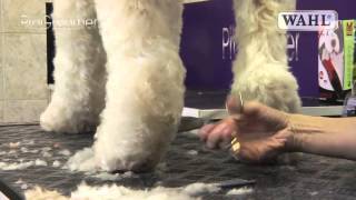 Grooming Guide  Labradoodle  Pro Groomer [upl. by Dodds114]