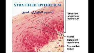 STRATIFIED EPITHELIUM [upl. by Elocim62]