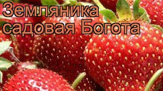 Земляника садовая Богота fragaria ananassa 🌿 Богота обзор как сажать рассада земляники Богота [upl. by Thordis]