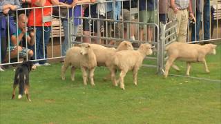 Sheepdog Trials 2017 [upl. by Farrand]