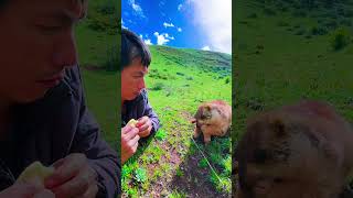 Cute Wild animal bobak marmot or prairie dog 443 [upl. by Walls]