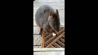 Friendly pademelon 1 [upl. by Wilma]