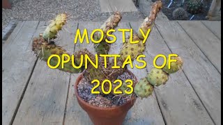 Mostly Opuntias of 2023 🌵🌵🌵 [upl. by Coffey]