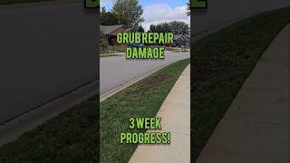 Overseeding Grub Damage 3 Week Update [upl. by Leonelle]