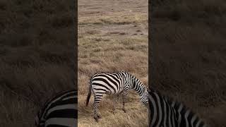 Ngorongoro Crater Tanzania animals wildlife lion [upl. by Freytag951]