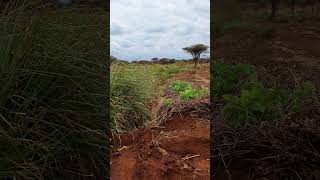 Integrating physical and vegetative or agronomic measures for soil and water conservation 📸 Ambokili [upl. by Eirallih]