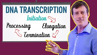 DNA Transcription Made EASY  Part 1 Initiation 🐣 [upl. by Aytac]