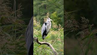 Серая цапля на веткеGray heron on a branch birds птицы nature птицы природа wildlife goose [upl. by Wagstaff746]