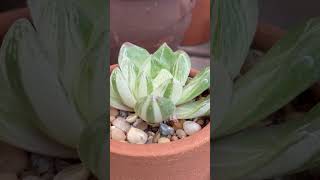 Rediscovering a Hidden Gem Haworthia cymbiformis variegata [upl. by Upton111]