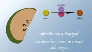 Oxidation in apples [upl. by Kippie]