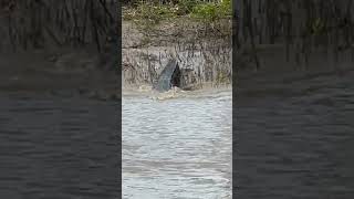 Cocodrilo gigante en el manglar [upl. by Ilyk]