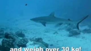 Sharks  Scuba diving in Rarotonga Cook Islands with Reef To See [upl. by Tito]