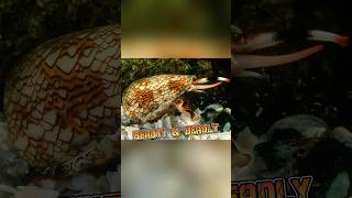 Cone Snail  The Deadly Beauty amp Medical Marvel animalenigmas [upl. by Trescott548]