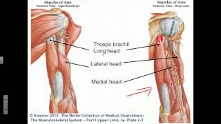 Elbow Joint Flexion Extension Supination Pronation [upl. by Einnahc495]