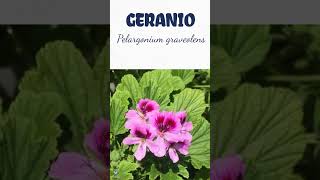 GERANIO  plantas medicine medicinalplants agroecology agriculture agricultura shorts [upl. by Shayna271]