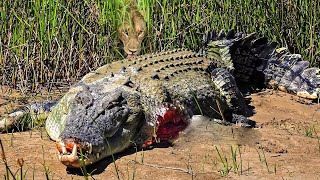 Tragic Scene Crocodile Meets Tragedy When Dare To Go Ashore To Fight With The Fierce Lions [upl. by Lamont]