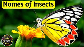 Names of Insects  Insects Name in English  Insects for Kids  WATRstar [upl. by Nerrawed]