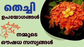 തെച്ചി  നമ്മുടെ ഔഷധ സസ്യങ്ങൾ  medical plants [upl. by Heigho]