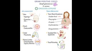 Gram Positive Cocci Overview [upl. by Cherian595]