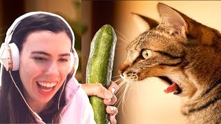 TRY NOT TO LAUGH  FUNNY CATS PRANKED WITH CUCUMBERS COMPILATION [upl. by Joyann465]