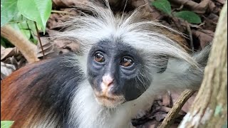 Zanzibar 2023Dzień 10Jozani Forest Rock Restaurant Plaża Mtendeni i Paje [upl. by Nonez946]