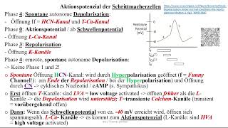 Herzrhythmusstörungen 1 Aktionspotential der Schrittmacherzellen im Sinus und AVKnoten [upl. by Lynd]