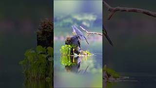 striated Heron sciencefacts science facts knowledge [upl. by Quartus]