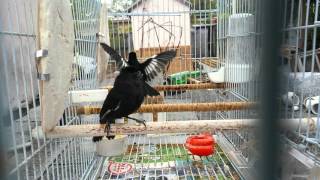 Negrito cantando 20160319 Cuban bullfinch Melopyrrha nigra [upl. by Leblanc]