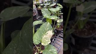 Monstera Thai Constellation at Gertens Garden Center  YouTube Shorts [upl. by Salsbury876]