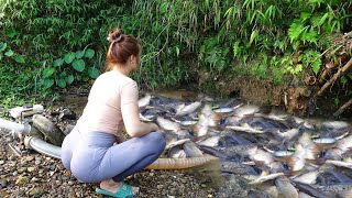 Fishing Techniques  Using pumps pumping water outside the natural lake Harvest a lot of big fish [upl. by Kieffer]