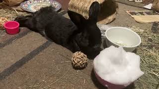 Bunny sees first November snow and not very interested [upl. by Lanam]