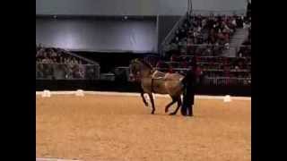 Bastiaan de Recht Barock show cup 2013 Pferd und Jagd [upl. by Angadresma678]