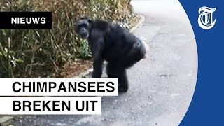 Dit verwacht je niet in de dierentuin [upl. by Geralda]