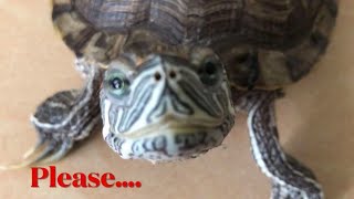 Funny Turtle thinks I am His Mommy [upl. by Rockefeller]