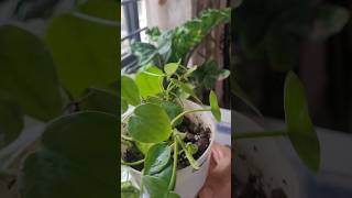 Easy heart leaf philodendron propagation and soil mix [upl. by Norling]