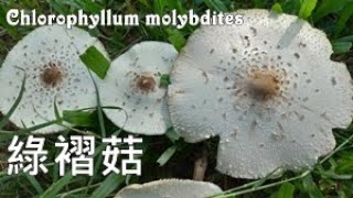 台灣最惹事的毒菇 The Most PoisoningCausing Toadstool in Taiwan：Chlorophyllum molybdites [upl. by Banyaz]