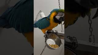 Macaws Eating Pellets For Dinner  Interplay With Caws ep5 parrotfood macawparrot macawbird [upl. by Esiole12]