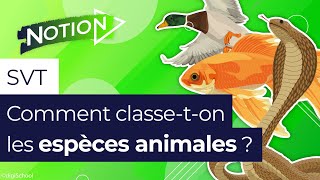 La classification des animaux comment ça marche [upl. by Rustin141]