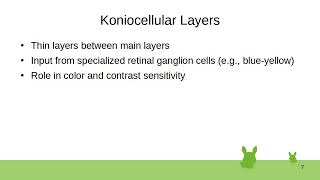 3 Lateral Geniculate Nucleus [upl. by Halilad]